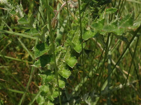 Plancia ëd Carduus collinus Waldst. & Kit.