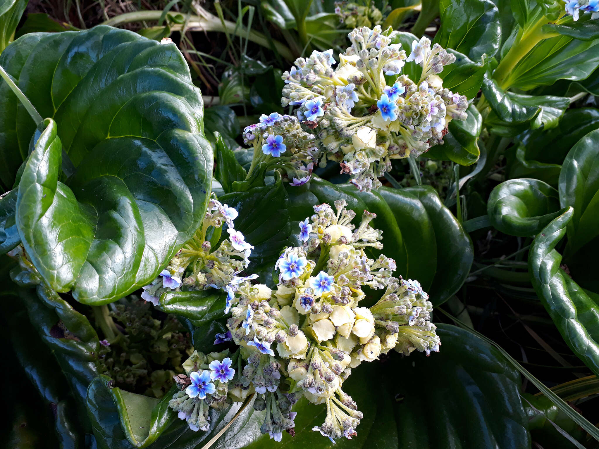 Image of giant forget-me-not