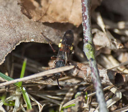 Image of Nomada leucophthalma (Kirby 1802)