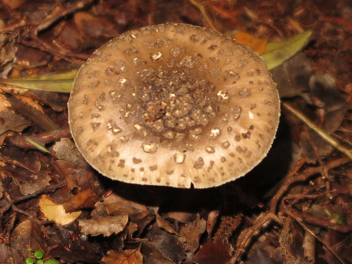 Plancia ëd Amanita karea G. S. Ridl. 1991