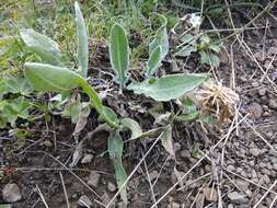 Слика од Centaurea cheiranthifolia subsp. willdenowii (Czer.) A. D. Mikheev