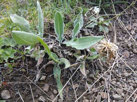 Centaurea cheiranthifolia Willd. resmi