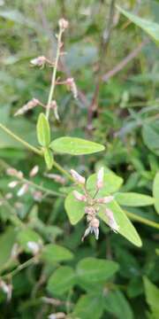 Image of perplexed ticktrefoil