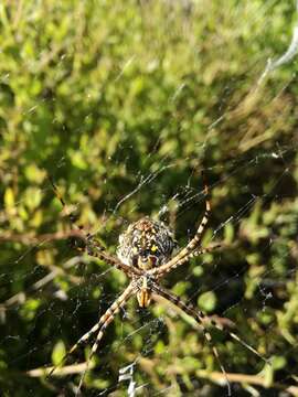 Image of Argiope australis (Walckenaer 1805)