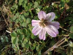 Sivun Astragalus sinicus L. kuva