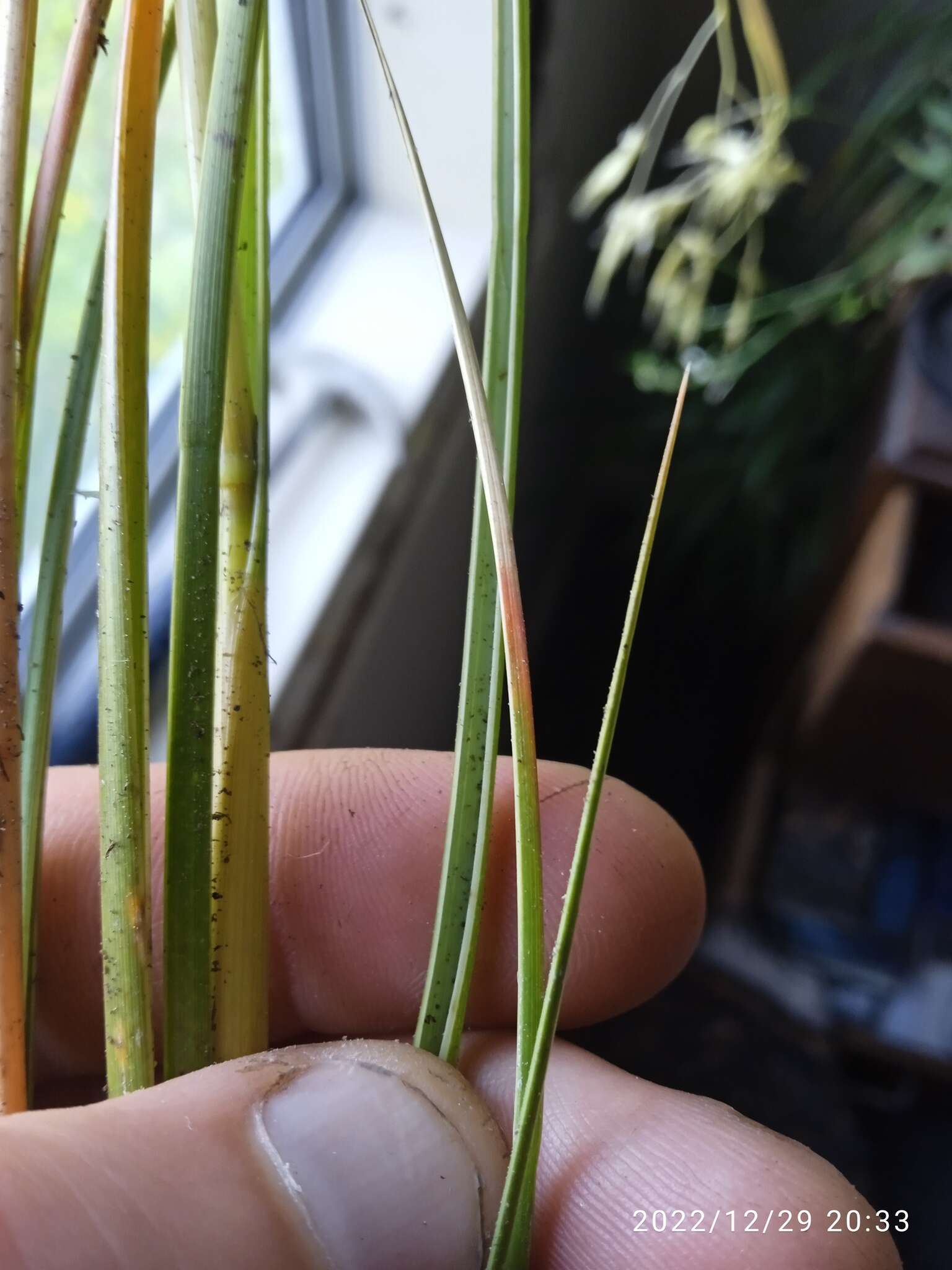 Слика од Chionochloa crassiuscula subsp. torta Connor