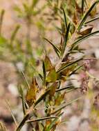 Image of Daviesia acicularis Sm.