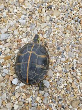 Image of Southern painted turtle