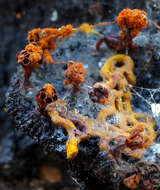 Image of Pretzel slime mold