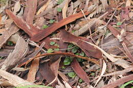 Image of Mayfly orchid