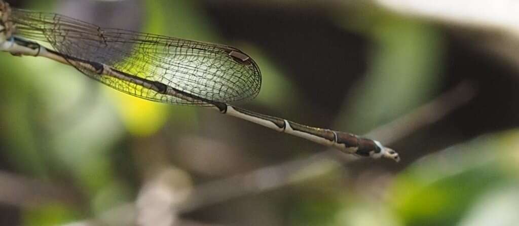 Image of Austrolestes analis (Rambur 1842)