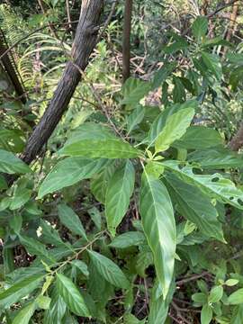 Image of Wendlandia formosana Cowan