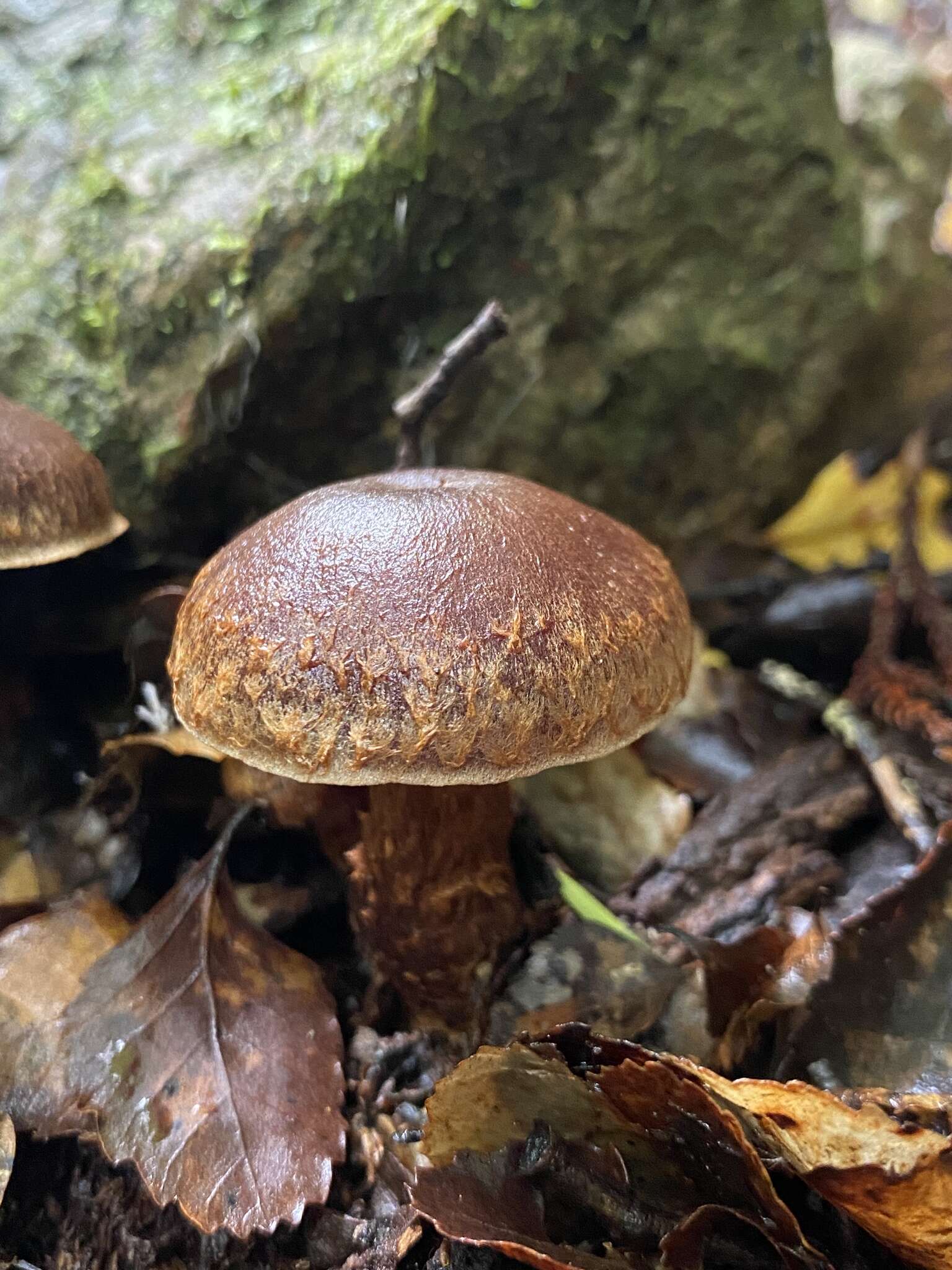 Image of Cortinarius cupreonatus Soop 2001