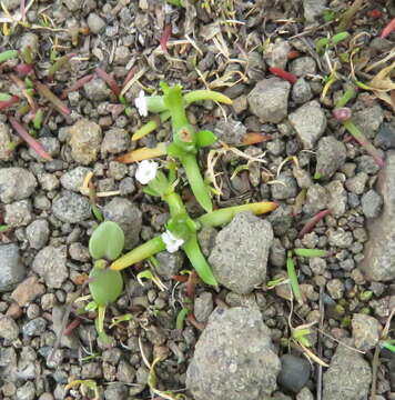 Слика од Plagiobothrys humistratus (Greene) I. M. Johnst.