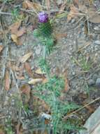 Image de Cirsium mexicanum DC.