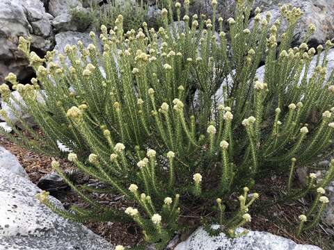 Imagem de Phylica strigosa Berg.