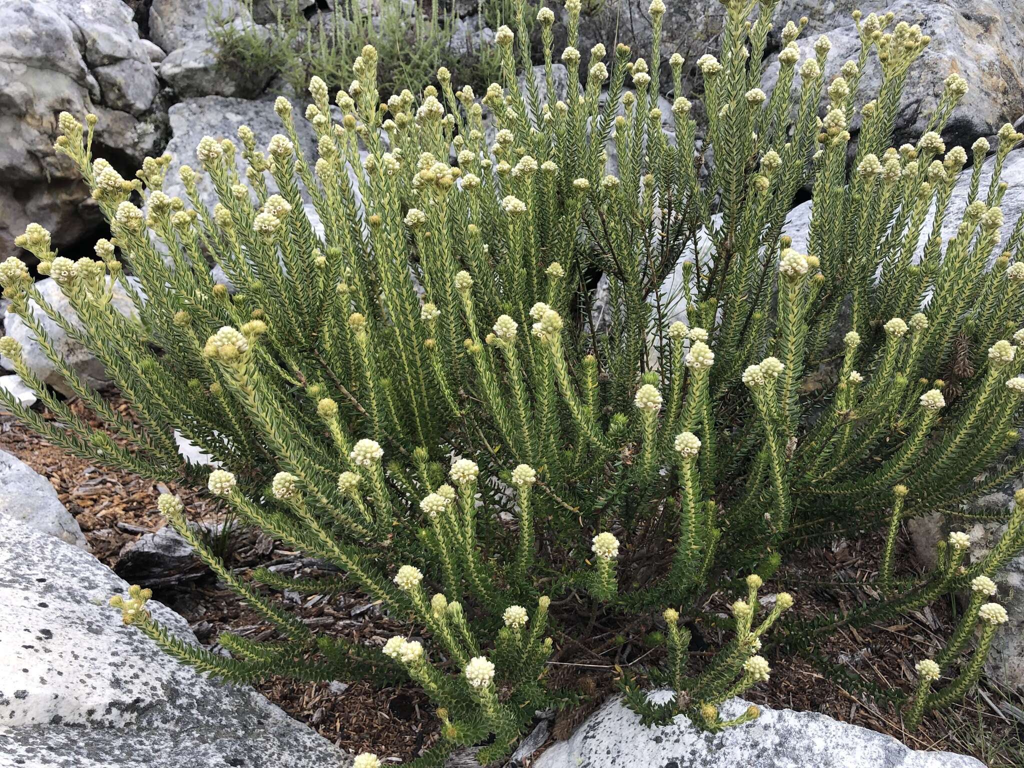 Phylica strigosa Berg. resmi