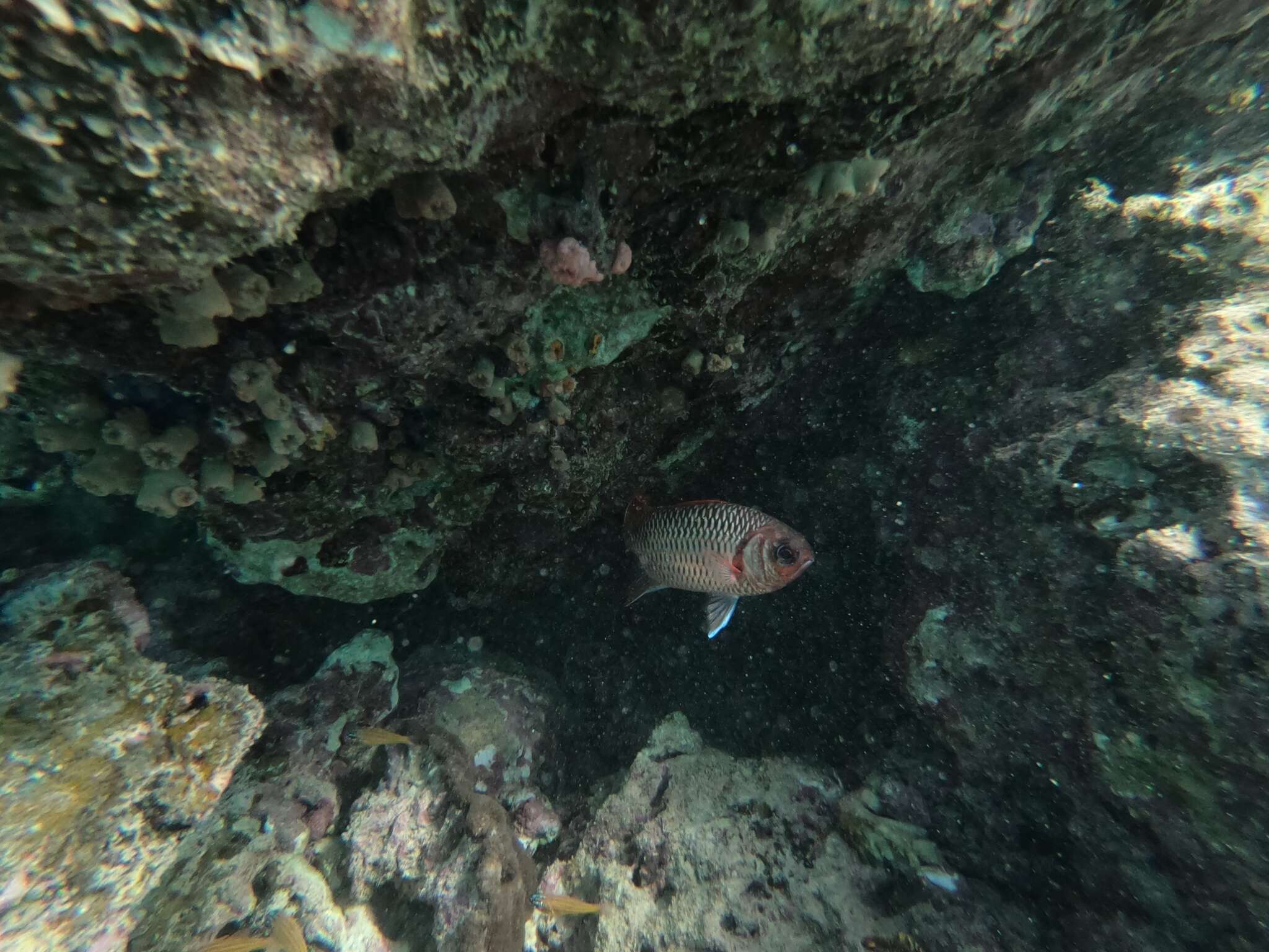 Image of Australian Squirrel-fish