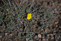 Image of Helianthemum songaricum Schrenk