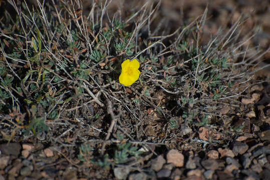 Imagem de Helianthemum songaricum Schrenk