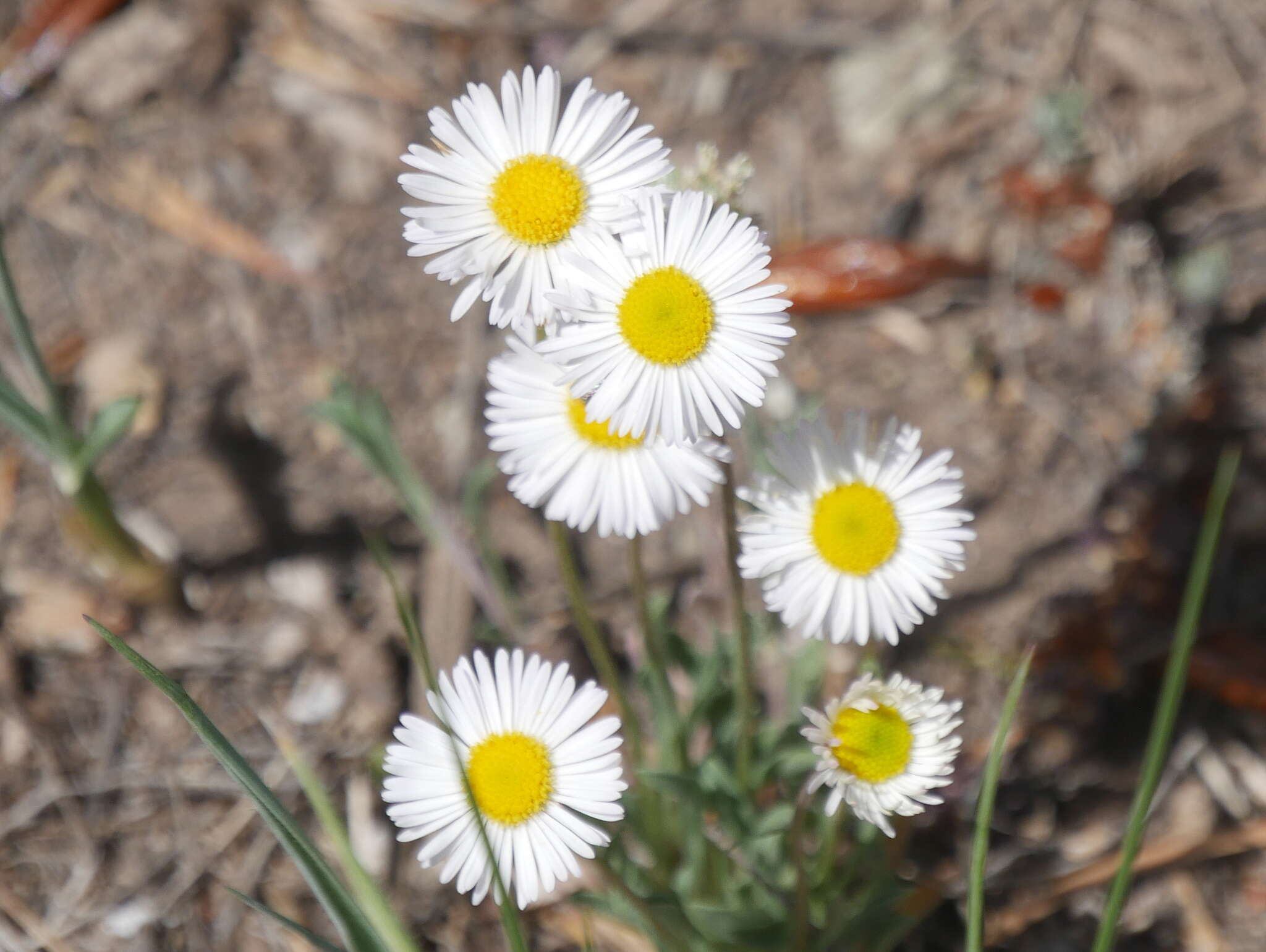 Image of Navajo fleabane