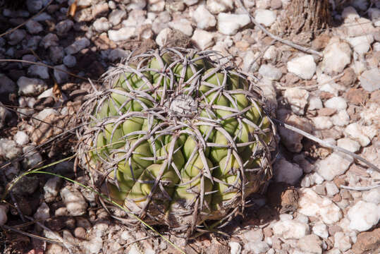 Image of Discocactus placentiformis (Lehm.) K. Schum.