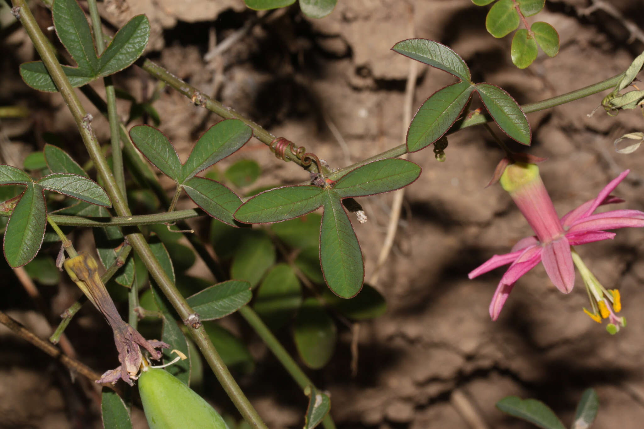 Image of Passiflora gracilens (A. Gray) Harms