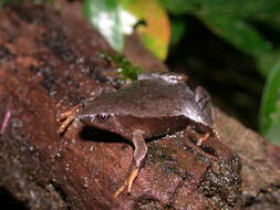 Image of Southern Narrow-mouthed Toad