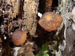 Слика од Simocybe phlebophora E. Horak 1980