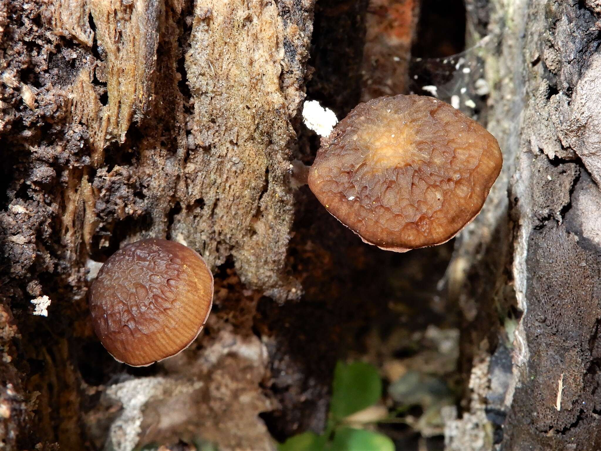 Слика од Simocybe phlebophora E. Horak 1980