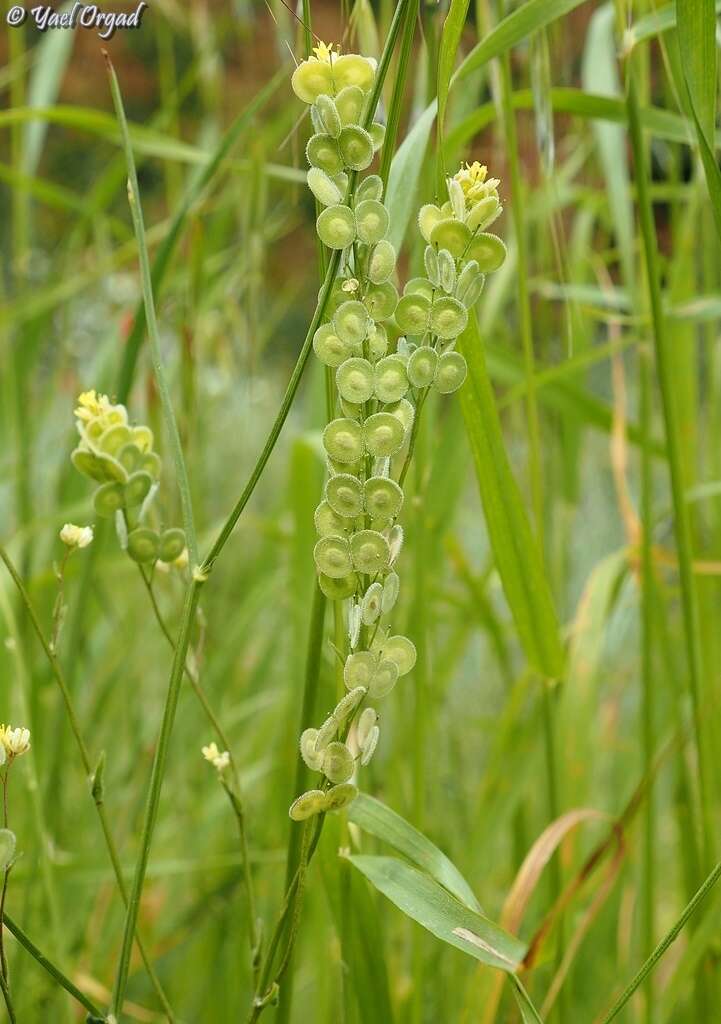 Image of Biscutella didyma L.