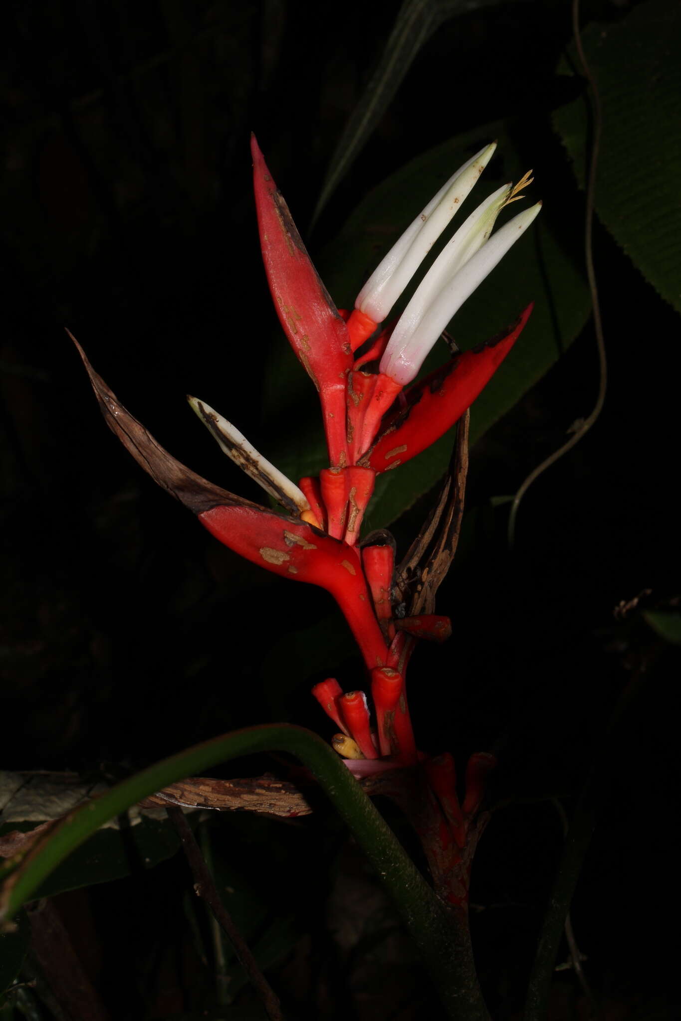 Image of Heliconia angusta Vell.