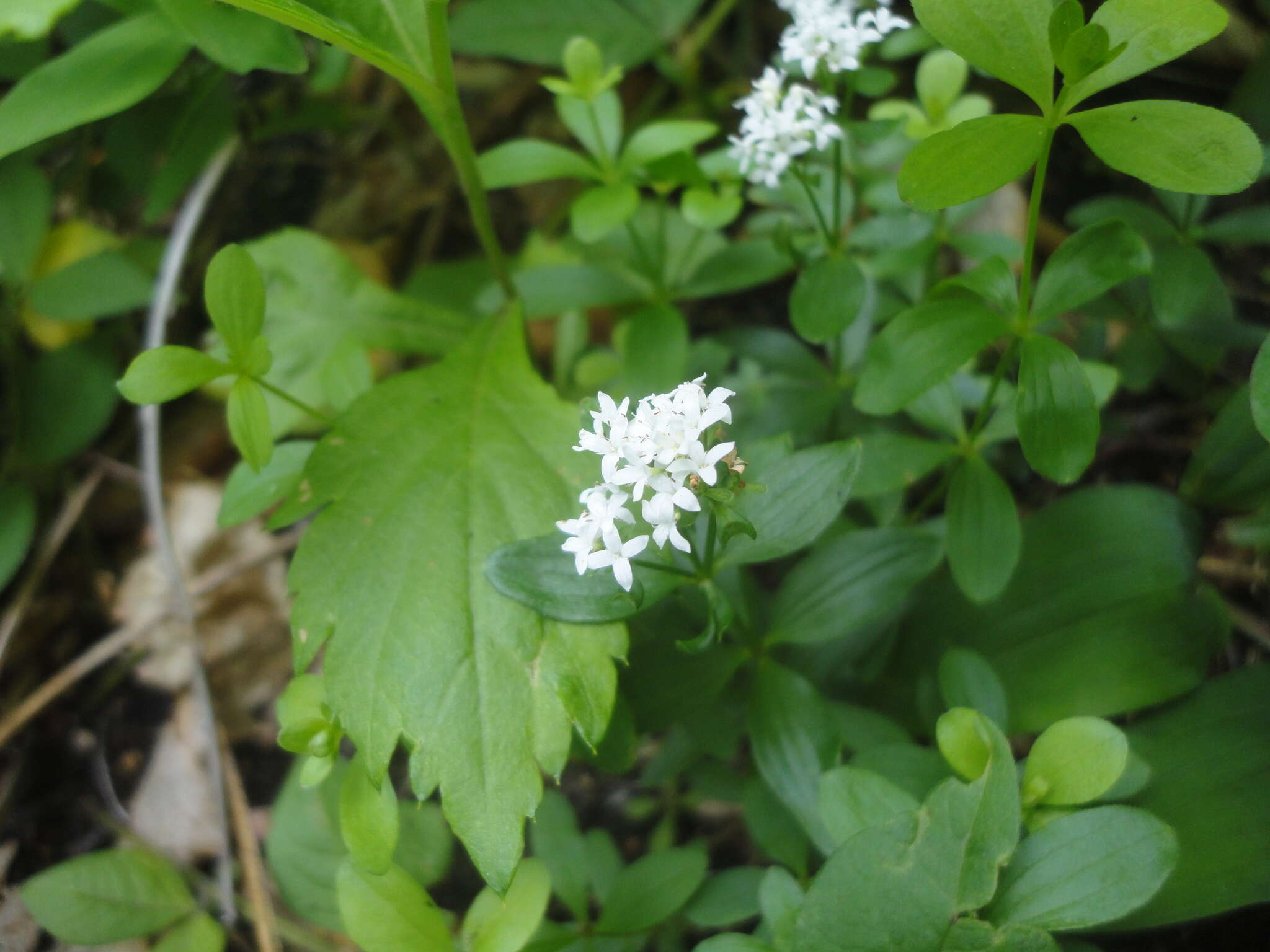 Image of Galium platygalium (Maxim.) Pobed.