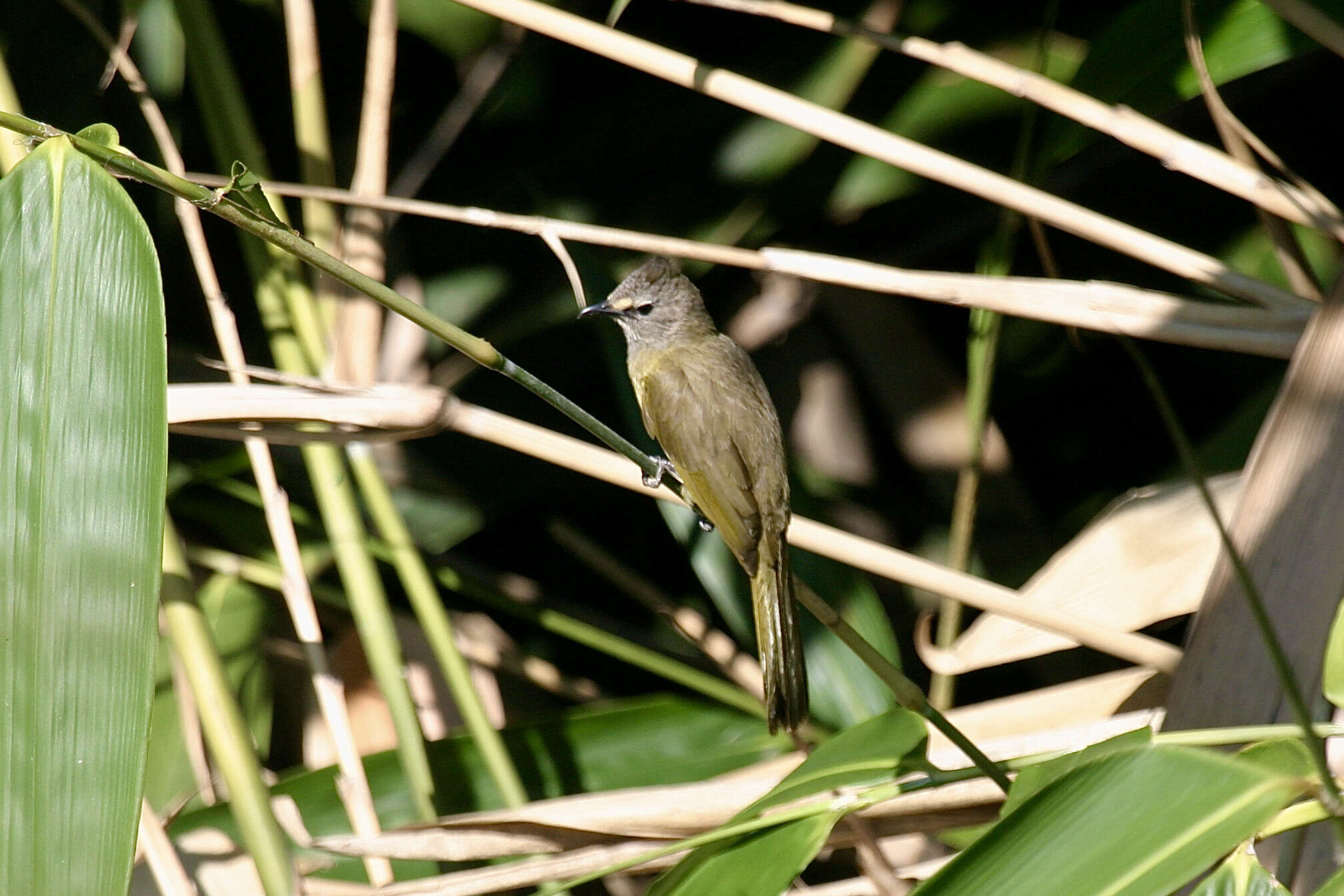 Image of Flavescent Bulbul