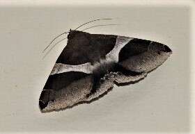 Image of Dysgonia constricta Butler 1874