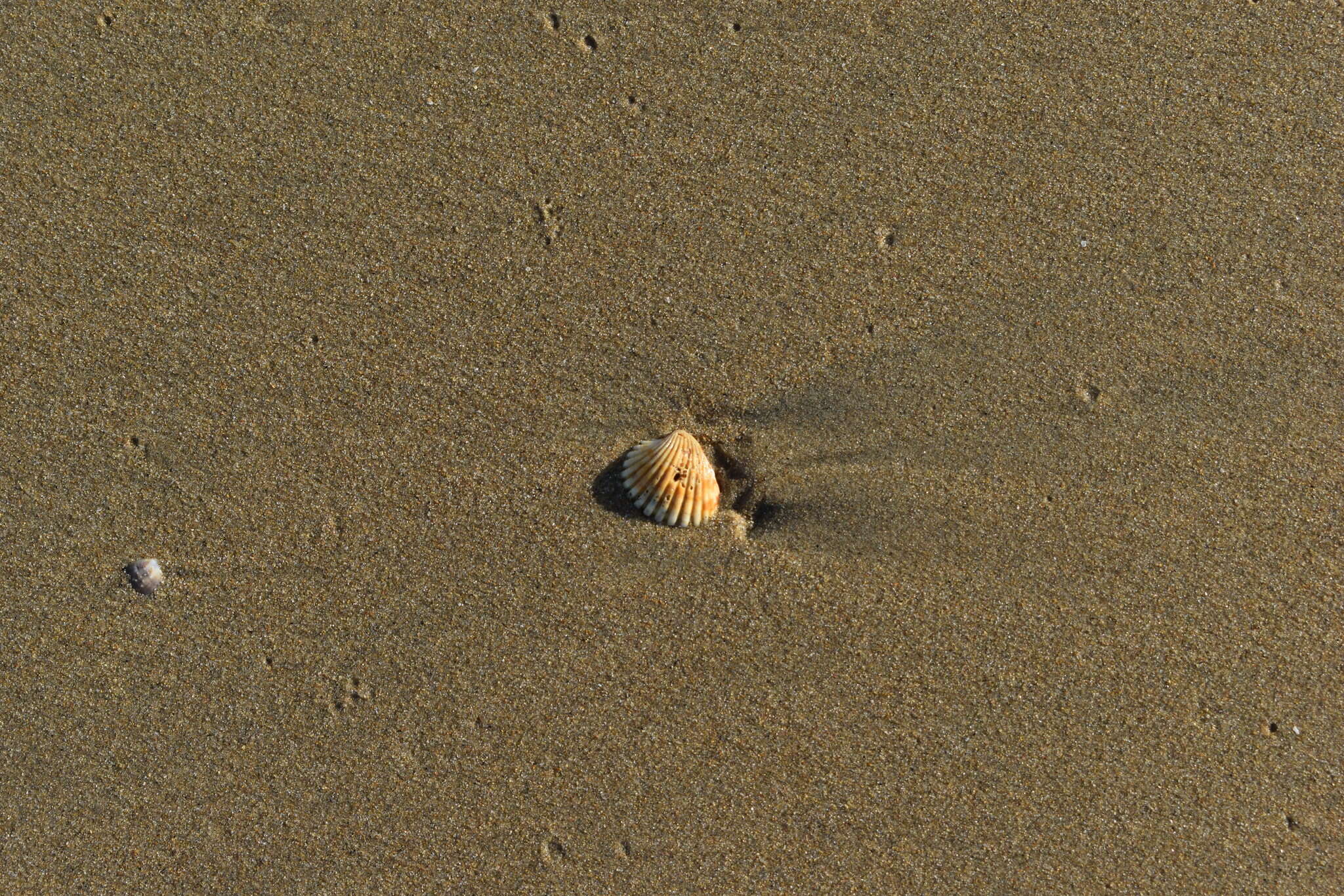 Image of Cardites bicolor (Lamarck 1819)