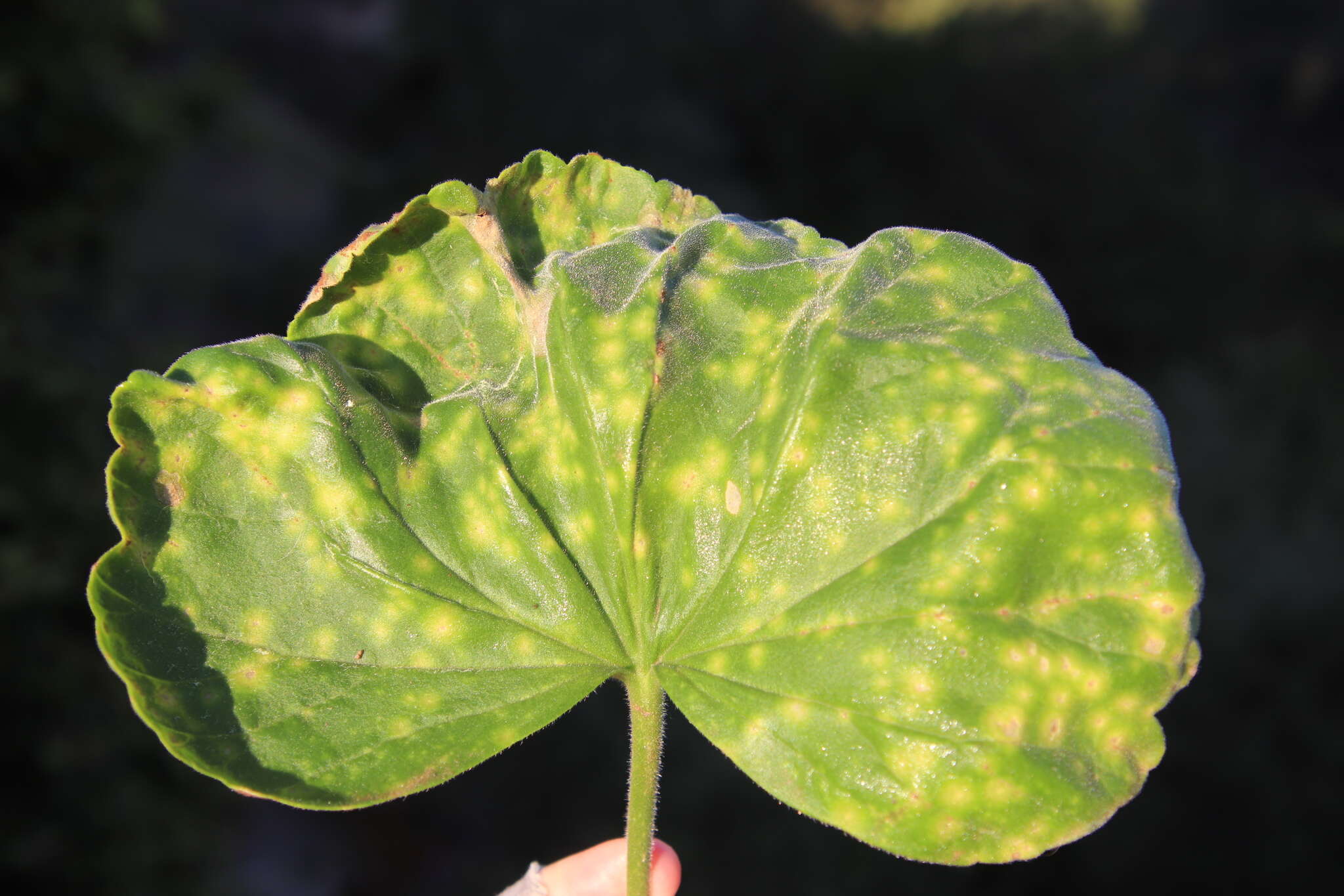 Image of Puccinia pelargonii-zonalis Doidge 1926