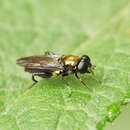 Image of Chalcosyrphus victoriensis (Ferguson 1926)