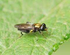 Image of Chalcosyrphus victoriensis (Ferguson 1926)