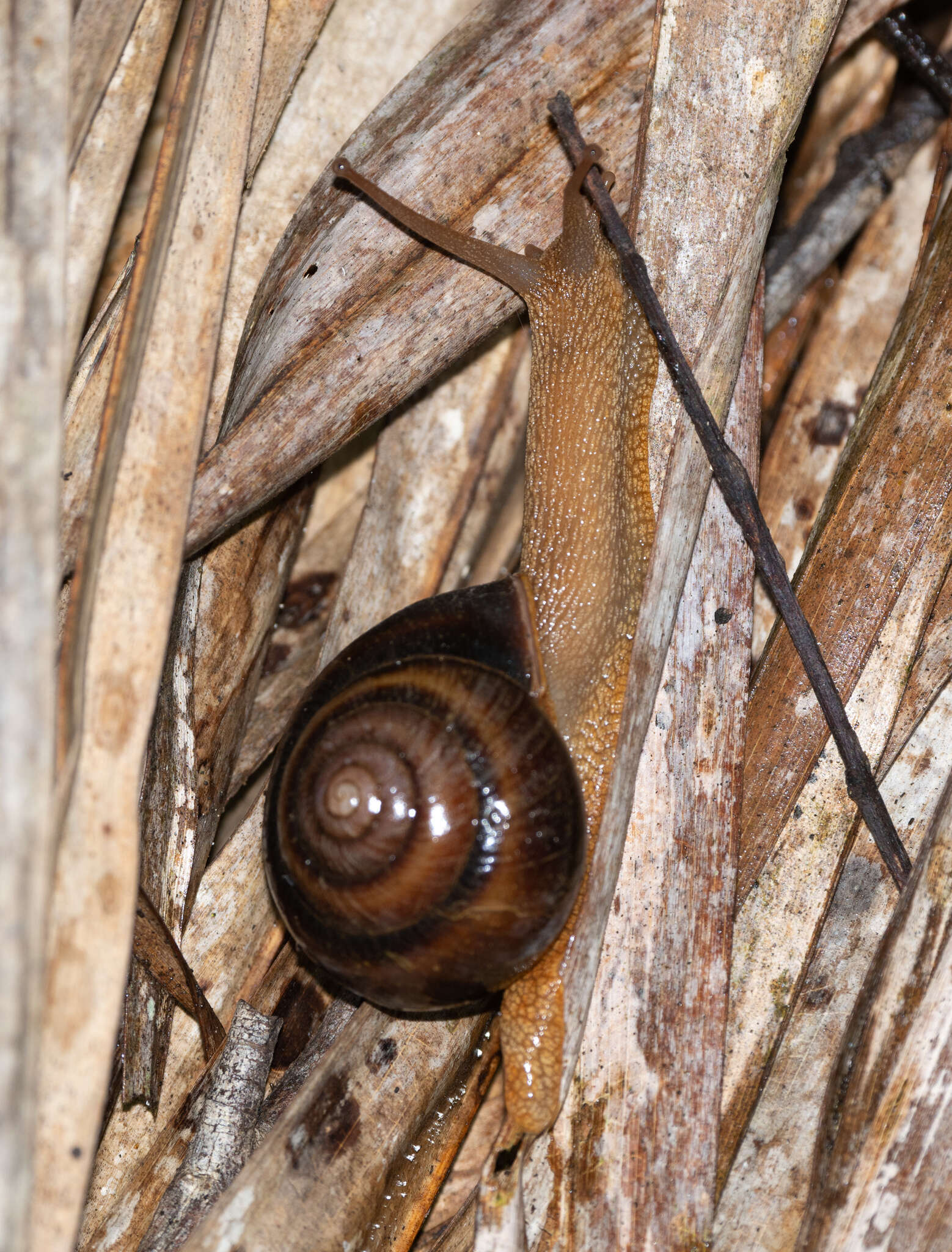 Image of Sauroconcha marshalli (McLauchlan 1951)