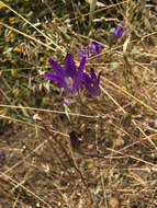 Image of harvest brodiaea