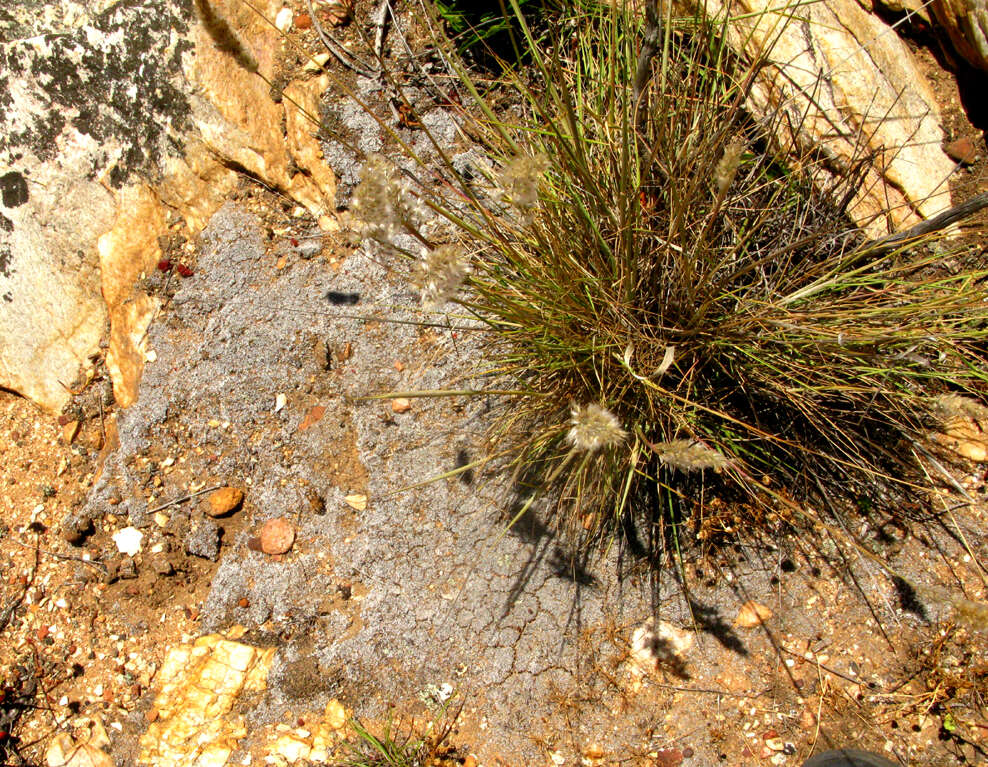 Image of Riccia villosa Steph.