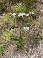 Image of Prickly Grass-Leaf-Aster