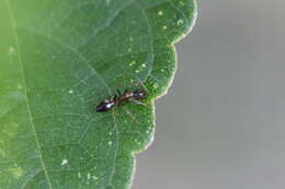 Image of Camponotus albosparsus Bingham 1903