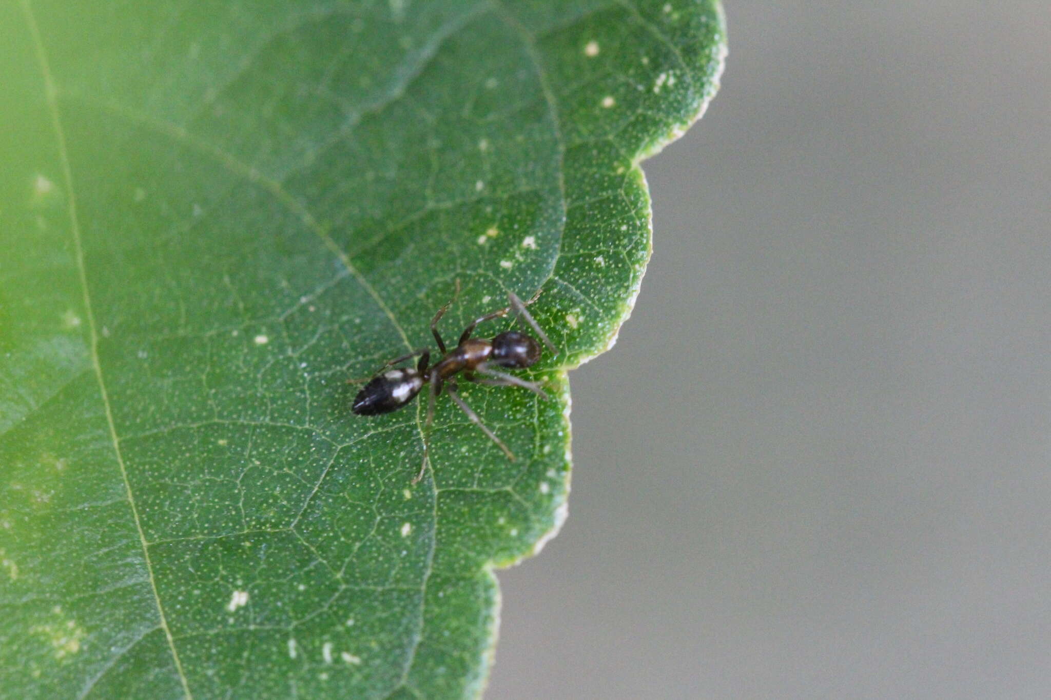 Image of Camponotus albosparsus Bingham 1903