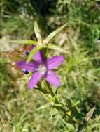 Image of Legousia falcata (Ten.) Fritsch ex Janch.