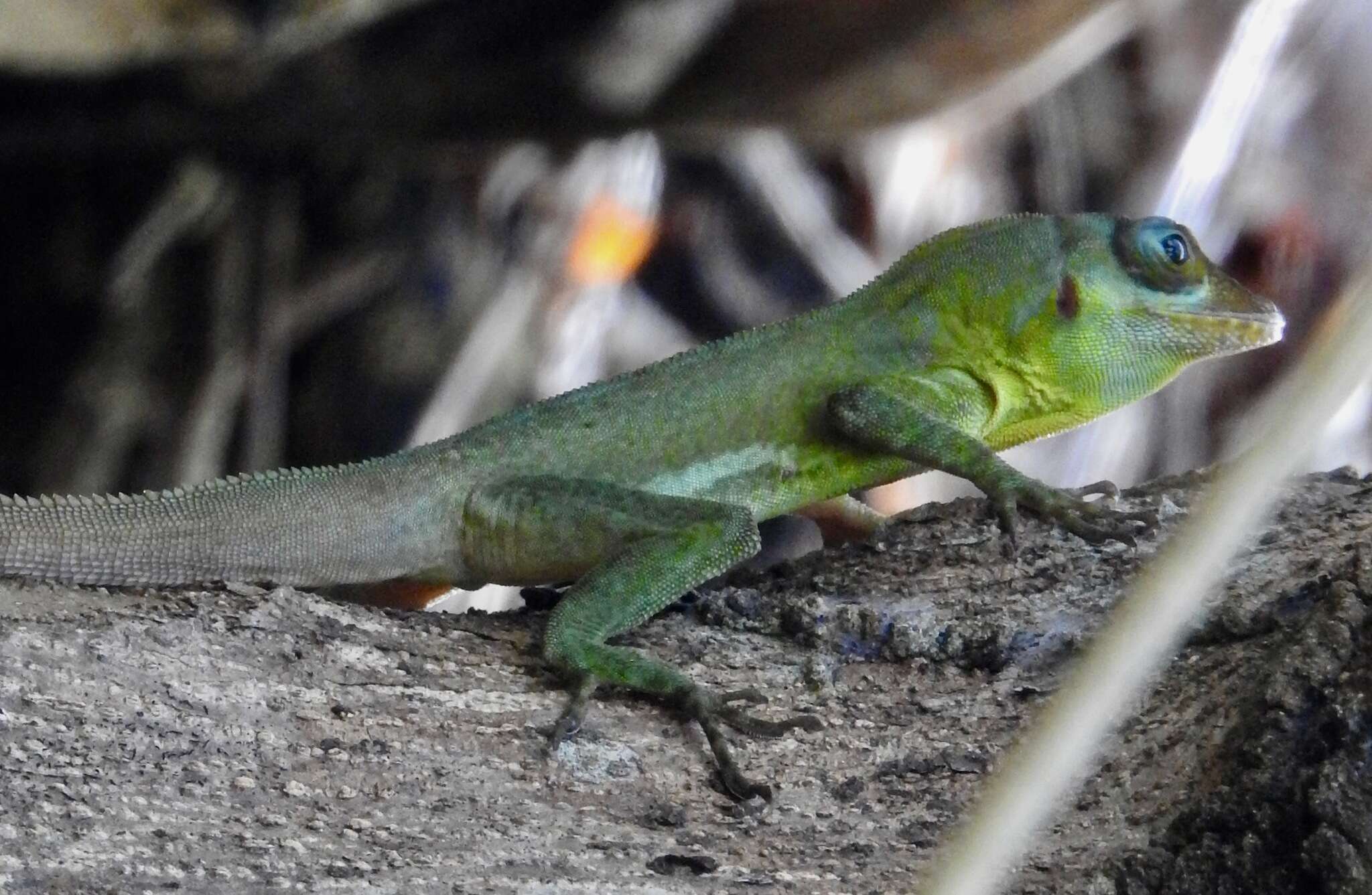 Sivun Anolis richardii Duméril & Bibron 1837 kuva