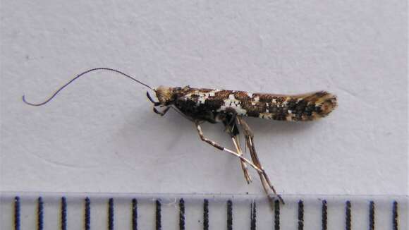 Image of Caloptilia serotinella (Ely 1910)