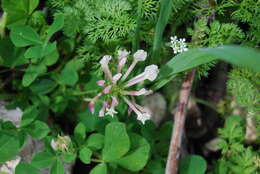 Trifolium clypeatum L.的圖片