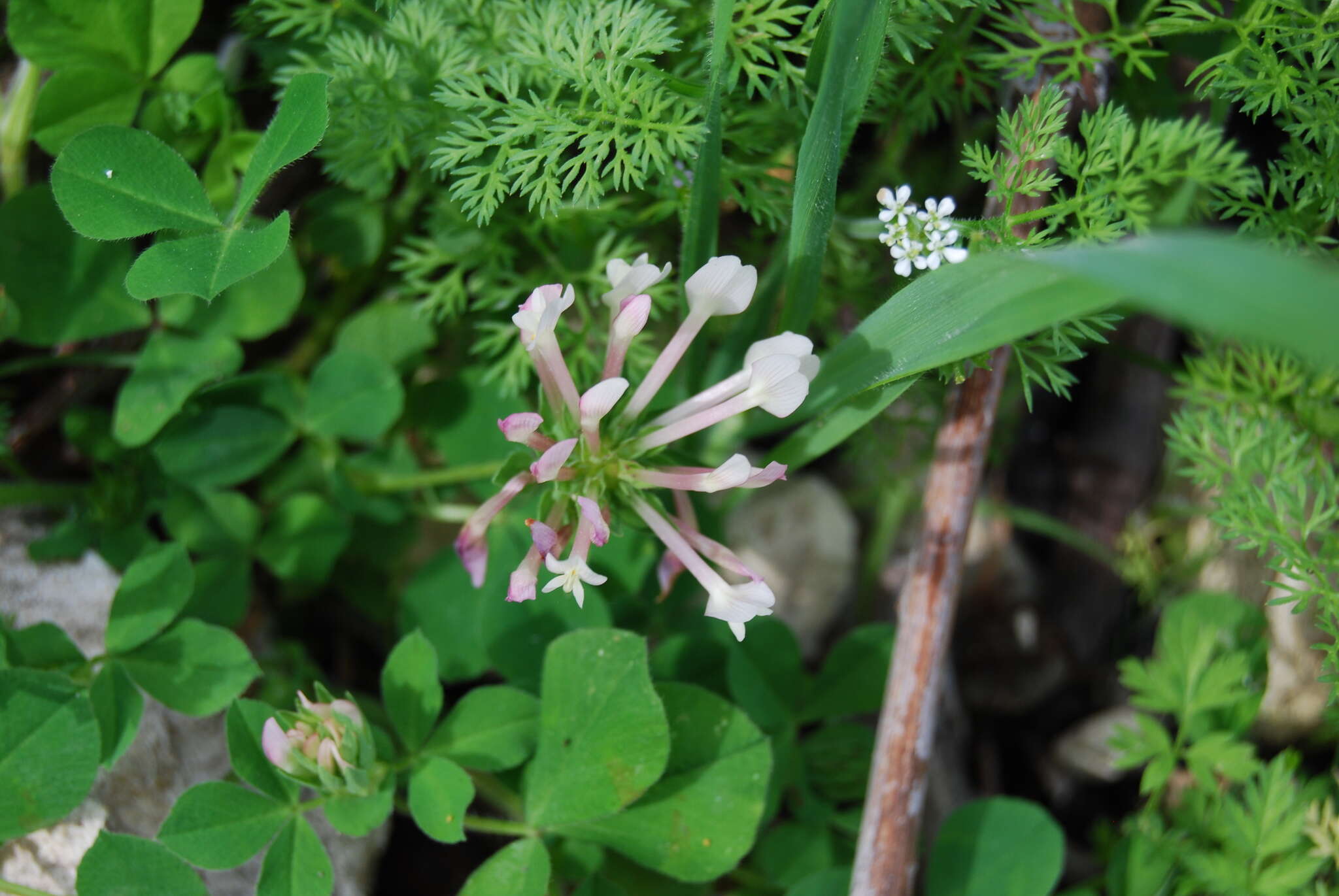 Image of shield clover